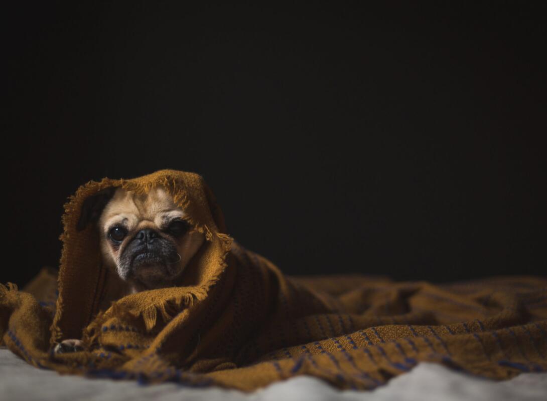 Dog-wrapped-in-blanket