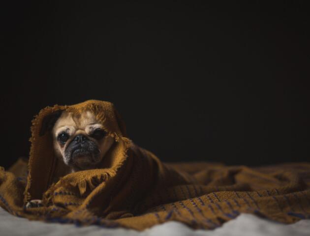 Dog-wrapped-in-blanket